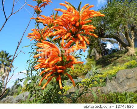 Hair grows in the petal and cotton is dressed. Orange flower of Caenxiacea cotton 18745620
