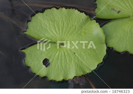 Lotus leaf in water Lotus leaf in water 18746323