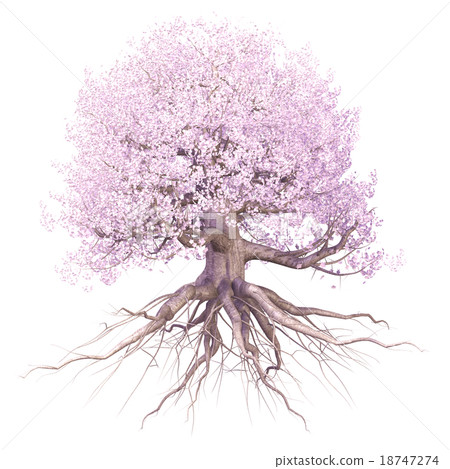 Cherry tree _ full bloom - Stock Illustration [18747274] - PIXTA