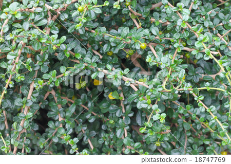 Green leaves of Ehretia microphylla Lamk Green leaves of Ehretia microphylla Lamk 18747769