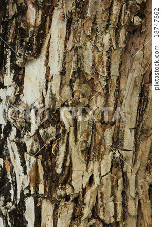 tree bark tree bark 18747862