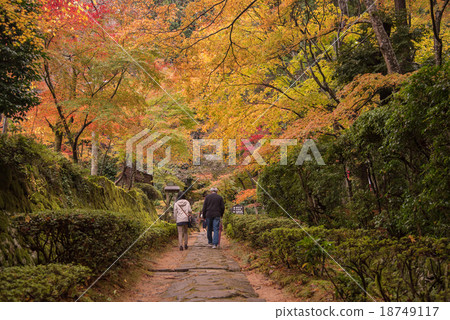 Kimpo-myeon of autumnal leaves in Lake East Morning Morning after rain 18749117