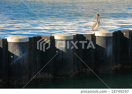 pelican pelican 18749297