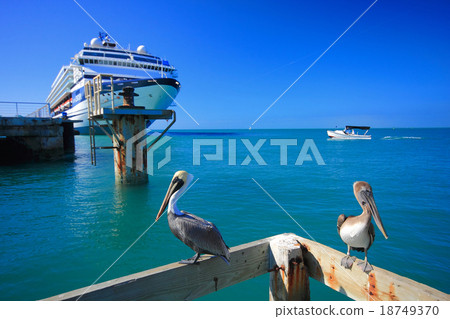pelican pelican 18749370