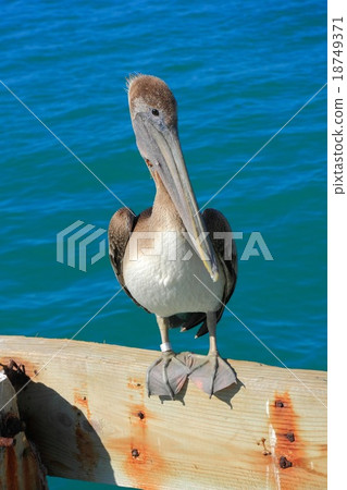 pelican pelican 18749371