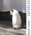 貓的背面 18749534