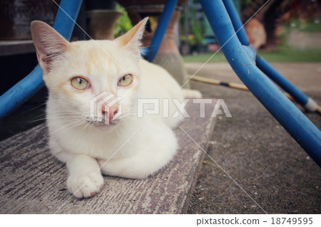 Cat looking Cat looking 18749595