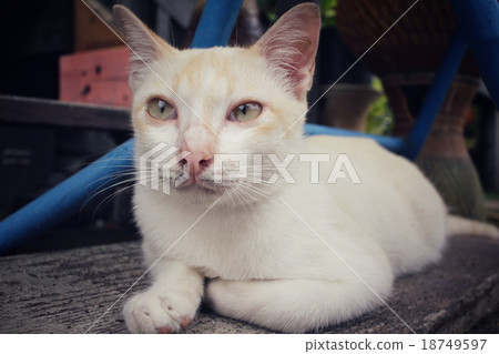 Cat looking Cat looking 18749597