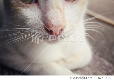 Mouth of cat Mouth of cat 18749599