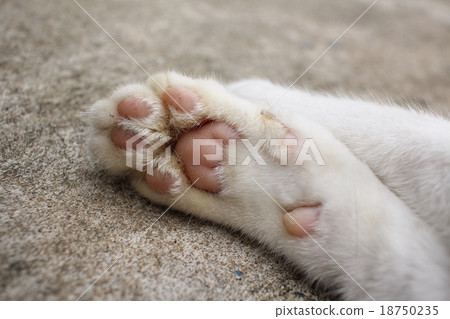 Feet of cat Feet of cat 18750235