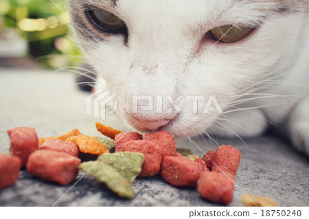 Cat eating Cat eating 18750240