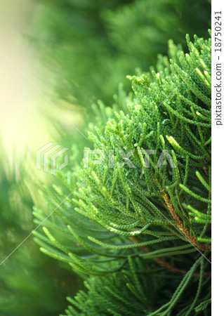 Fern leaves Fern leaves 18750241