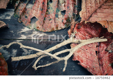 Tree branch on dried leaves Tree branch on dried leaves 18750462