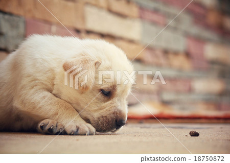 Labrador puppy dog Labrador puppy dog 18750872