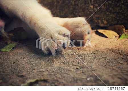 Feet of labrador puppy dog 18751267