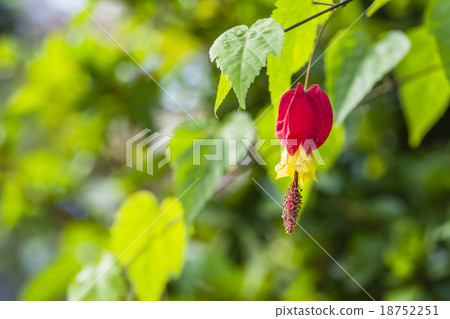 Tyrolean lamp 18752251