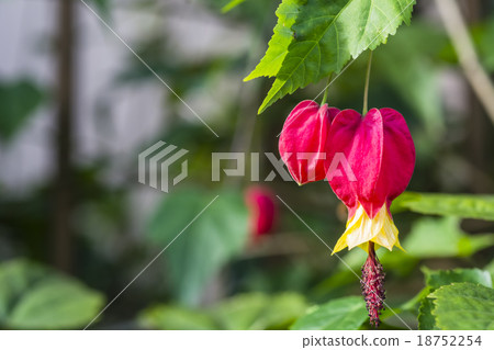 提洛爾燈 18752254