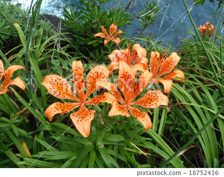 伊豆Jogagasaki海岸南瓜百合 18752416