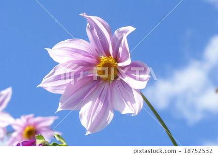 達利亞皇帝 18752532