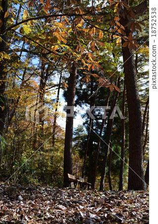 秋季樹葉公園 秋季樹葉公園 18752538