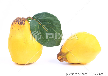 Quince (Cydonia oblonga) 18753249