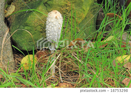 Shaggy ink cap (Coprinus comatus) 18753298