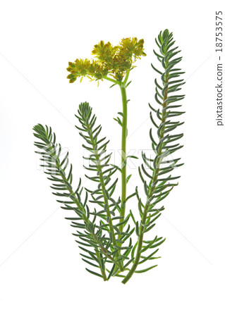 Stonecrop (Sedum reflexum) Stonecrop (Sedum reflexum) 18753575