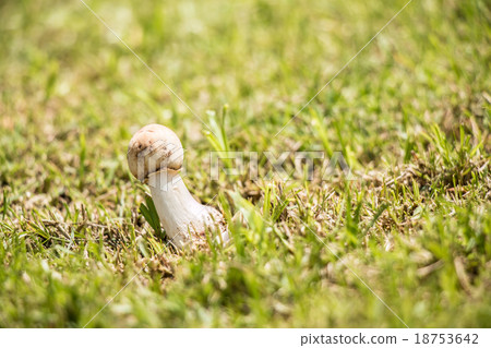 Mushroom on the floor, grow up on the wood meadow Mushroom on the floor, grow up on the wood meadow 18753642