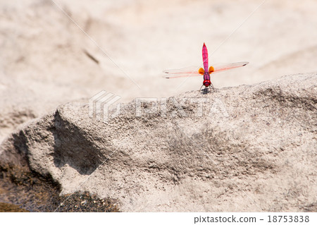 Red dragonfly stand on the rock in the sunshine 18753838
