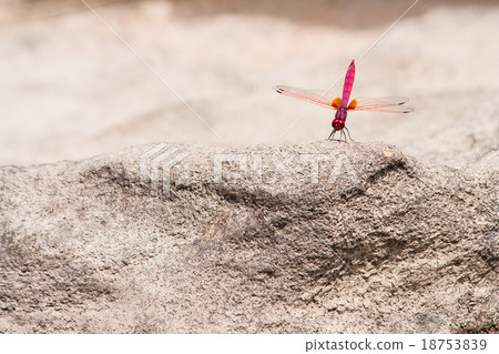 Red dragonfly stand on the rock in the sunshine 18753839