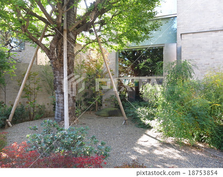 The garden of the Otomori Ogai Memorial Museum in Bunkyo-ku (Great Gingko / Three-person redundant stone) 18753854