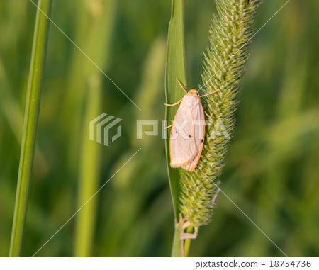 Moth on Phleum 18754736