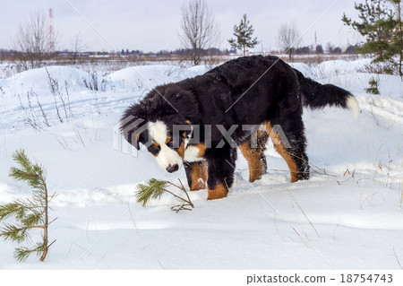 Young Mountain dog 18754743