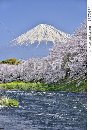 富士和櫻花和河流 18754744