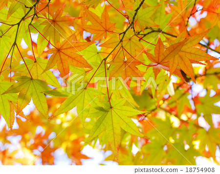 Autumn leaves 18754908