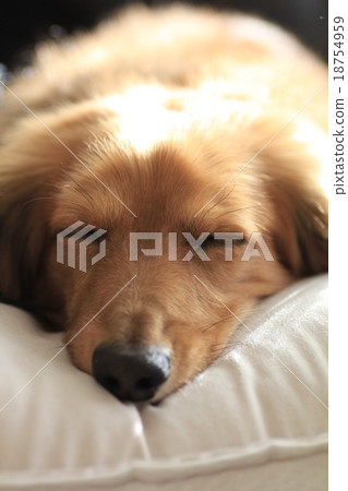 迷你臘腸犬，紅色陰影，正在小睡 18754959