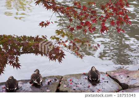 鴨子在楓樹STOCKPHOTO照片背景下 鴨子在楓樹STOCKPHOTO照片背景下 18755343