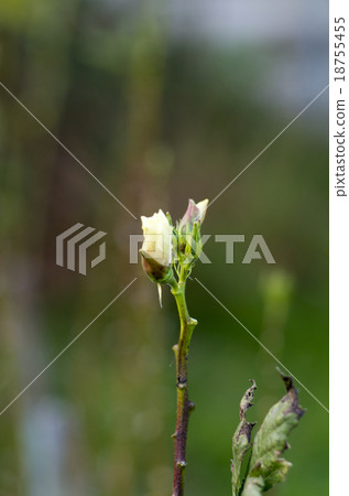 花蕾 18755455