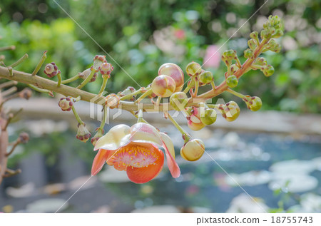 Canonball flower Canonball flower 18755743