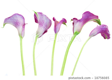 Calla lilly 18756085