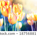Nature background. Soft focus tulips flower. 18756881