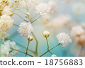 White flower on blue background. Soft focus. 18756883