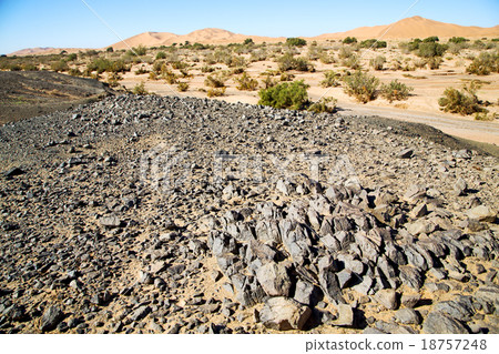 old fossil in the desert of morocco stone sky old fossil in the desert of morocco stone sky 18757248