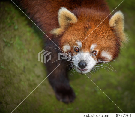 Red panda looking surprised 18757761
