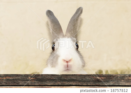 Rabbit Rabbit 18757812