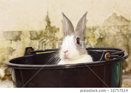 Rabbit Rabbit 18757814