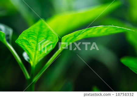 Green Sprout Growing From Seed Green Sprout Growing From Seed 18758332