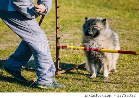 Keeshound, Keeshond, Keeshonden Dog German Spitz Keeshound, Keeshond, Keeshonden Dog German Spitz 18758358