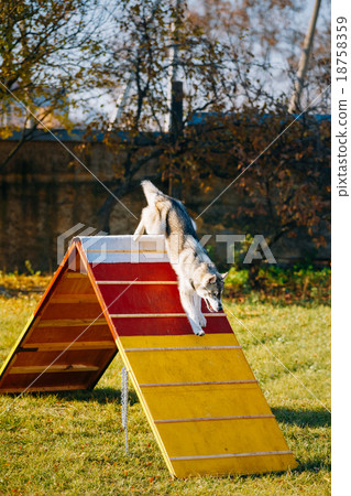 Husky in Dog agility, dog sport 18758359