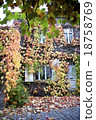 House covered with ivy 18758769